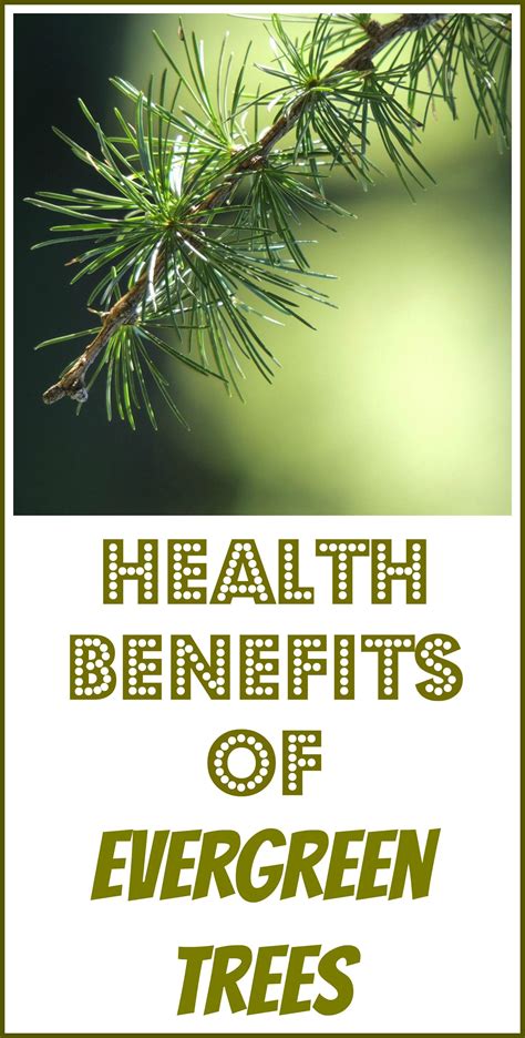 Connecting with Nature: The Healing Power of Evergreen Trees