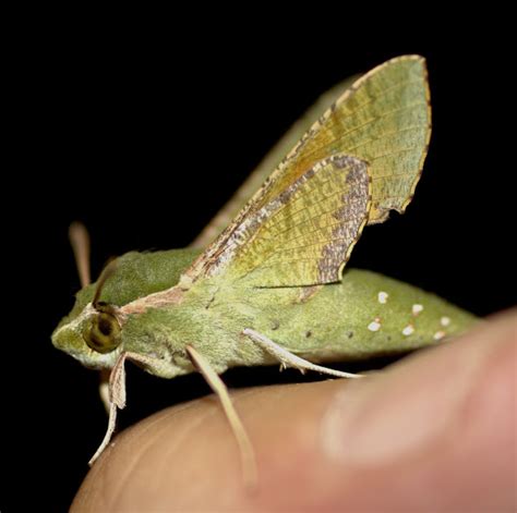 Connecting with Nature: The Verdant Moth and its Relationship with the Environment