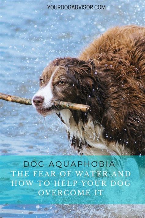 Conquering Aquaphobia: Tips to Assist Timid Canines in Embracing the Water