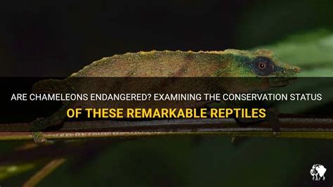 Conservation Challenges: Examining the Perils Confronted by Reptiles