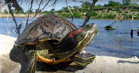 Conservation Efforts: Preserving the Wonders of Vibrant Turtles and their Habitats