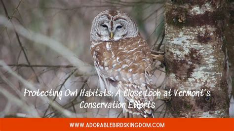 Conservation Efforts: Protecting the Enchanting Slumbering Owl