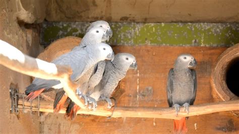 Conservation Efforts: Protecting the Future of African Grey Parrots