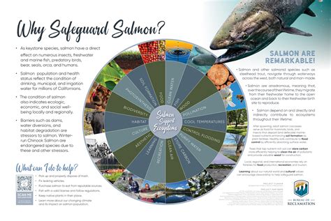 Conservation Efforts: Recognizing the Importance of Safeguarding Enormous Salmon