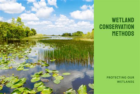 Conserving Wetland Habitat: Strategies for Preservation