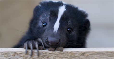 Considering a Skunk as a Companion Animal? Here's What You Should Be Aware Of