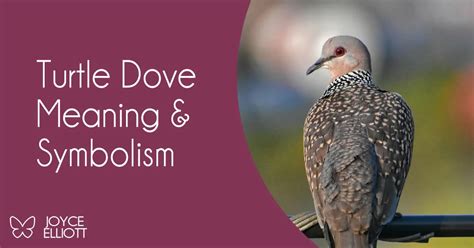 Contemporary Interpretations: Symbolic Significance of Turtle Doves in Relation to Endangered Species