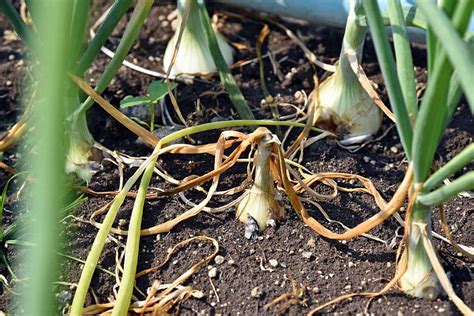 Controlling Pests and Diseases to Ensure Onion Success