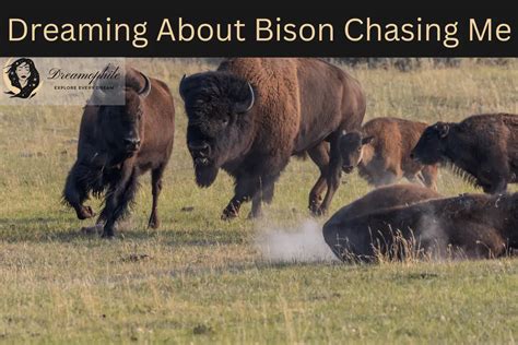 Coping Strategies: Dealing with Bison Chase Dreams and Their Impact on Daily Life