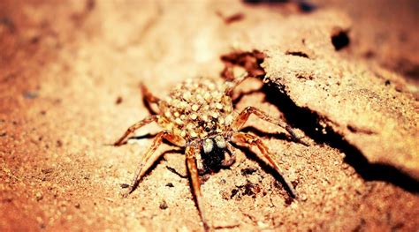 Cracking the Enigmatic Significance of Agile Tarantulas