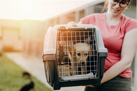 Creating a Secure and Cozy Environment for Fostering Canine Reverie