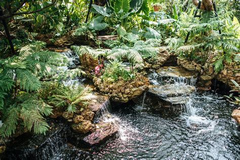 Creating a Serene Aquatic Sanctuary in the Comfort of Your Own Home