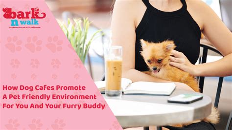 Creating a secure and inviting environment for your new furry buddy