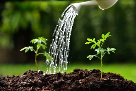 Creating the Ideal Growing Conditions: Soil, Sunlight, and Watering