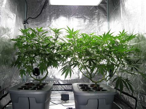 Creating the Ultimate Indoor Marijuana Garden