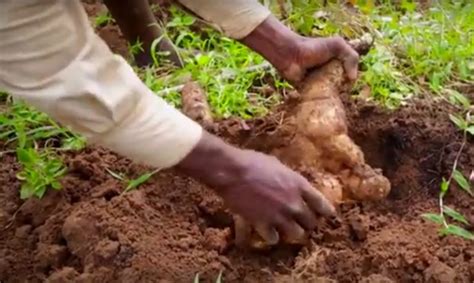 Cultivating Yam: Essential Methods for a Prosperous Harvest