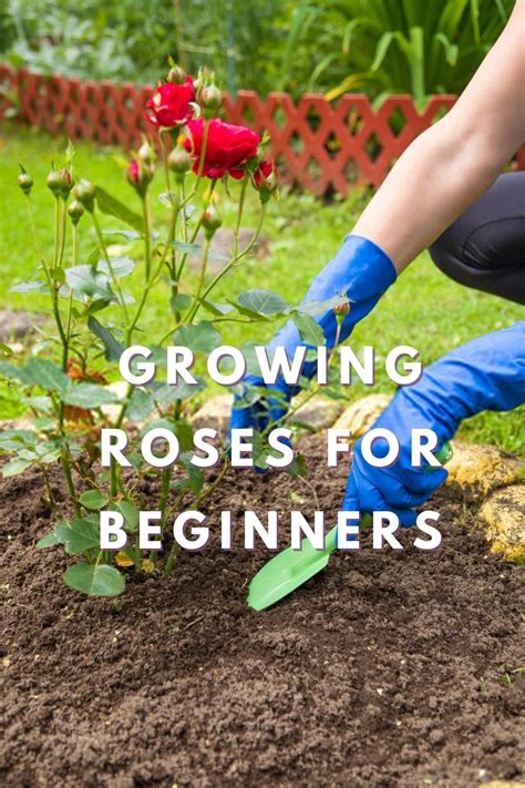 Cultivating Your Own Rose Garden: Tips for Success