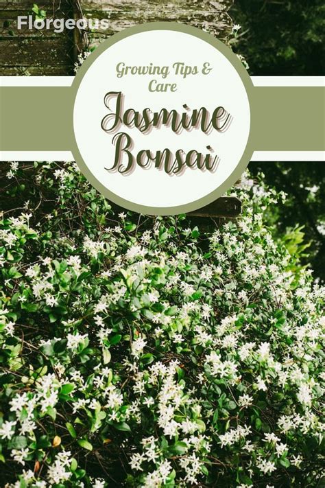 Cultivating and Caring for the Enchanting Jasmine: Nurturing Nature's Fragrant Gem