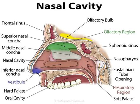 Cultural Beliefs and Folklore Surrounding Dreams of Objects Emerging From the Nasal Cavity