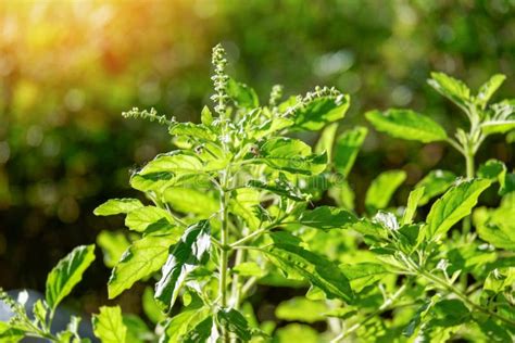 Cultural Importance and Symbolism of Consuming Holy Basil Leaves in Dreams