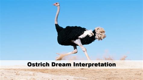 Cultural Perspectives: Exploring Varied Interpretations of Ostrich Assails in the Realm of Dreams