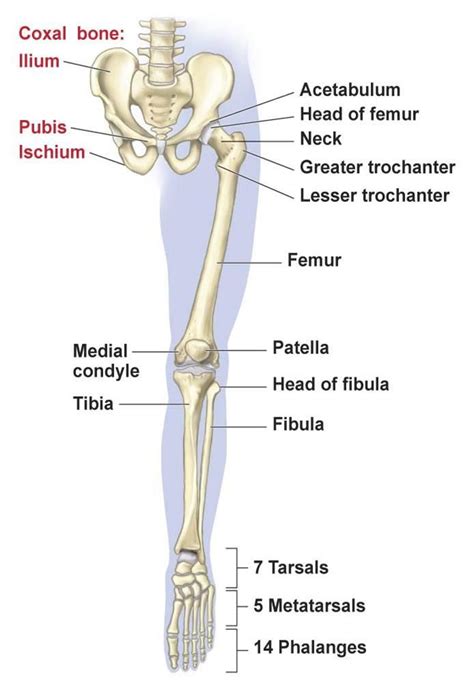 Cultural and Historical Perspectives on the Significance of the Right Lower Limb in Dreams