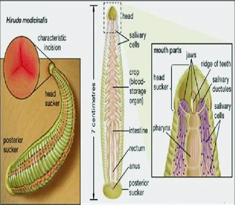 Cultural and Historical Significance of Leeches