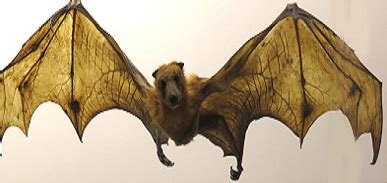 Dark Night Guardians: The Role of Gigantic Bats in the Ecosystem