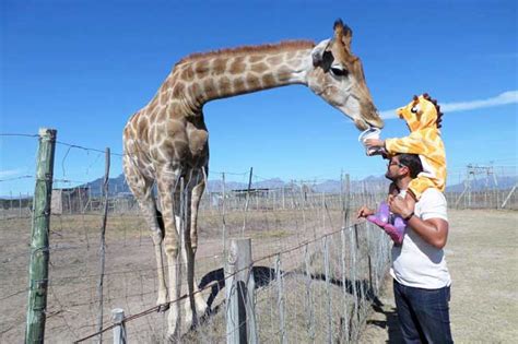 Deciphering Giraffe Encounters within Home Boundaries