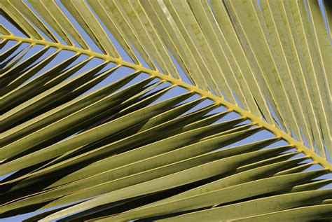 Deciphering Reoccurring Visions of Disappearing Palms: Patterns and Significances