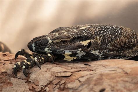 Deciphering the Emotional Significance of Dreaming About Wounded Reptiles