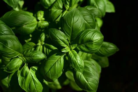 Deciphering the Psychological Significance of Cultivating Basil in Dreams