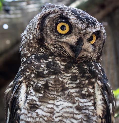 Deciphering the Significance of Owls Soaring in Dreamscapes