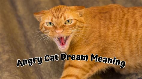 Deciphering the Sinister Significance of an Enraged Feline in Dreams