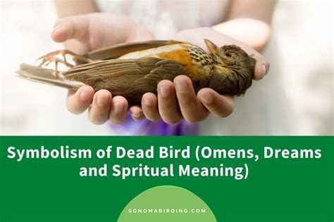 Deciphering the Symbolic Significance of Avian Creatures in the Realm of Dreams