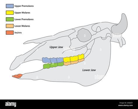 Decoding the Complex Significance of Severing a Bovine Cranium in Dream Exploration
