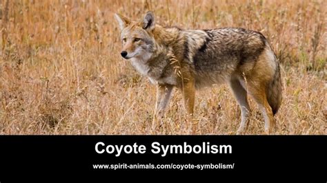 Decoding the Complex Symbolism in Dreams Portraying Coyote Aggression