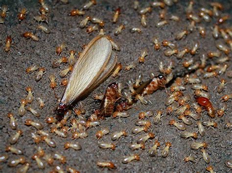 Decoding the Cryptic Significance of Termite Swarm Dreams