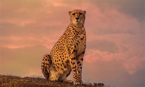 Decoding the Deeper Significance of Cheetah Vision in the Realm of Dreams