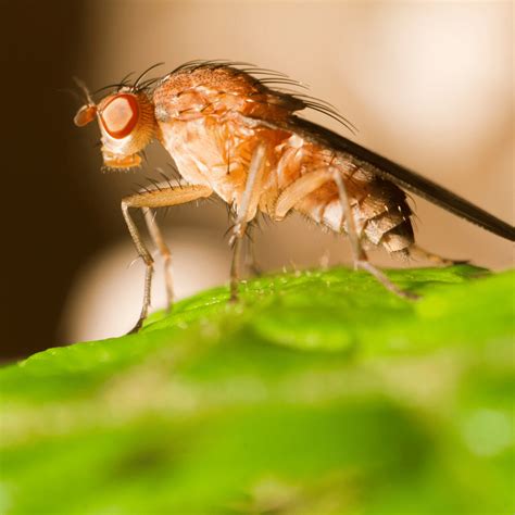 Decoding the Hidden Significance: Exploring the Symbolic Significance of Fruit Fly Dreams