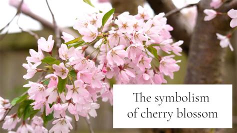 Decoding the Meaning Behind Pallid Blossoms: Unraveling the Symbolic Significance