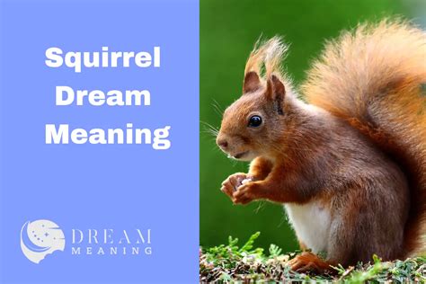 Decoding the Meaning Behind Squirrels' Various Actions in Dreamland