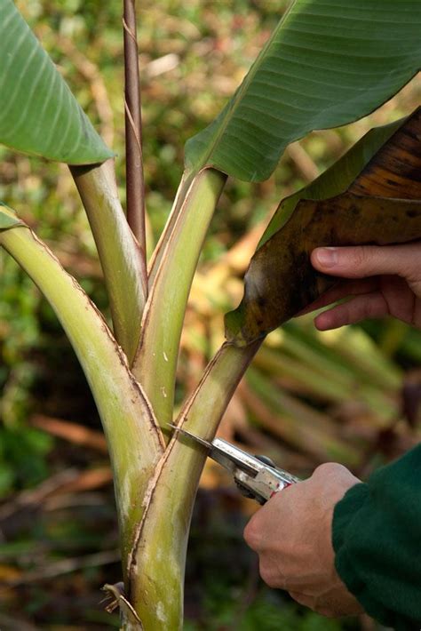 Decoding the Meaning Behind the Act of Trimming the Banana Palm