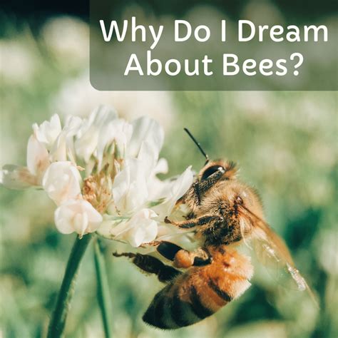 Decoding the Meaning of Dreaming about Lifeless Bees