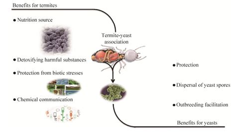 Decoding the Relationship Between Termites and Subliminal Desires