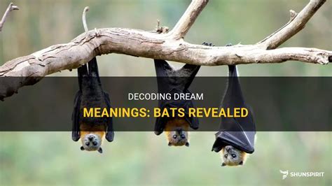 Decoding the Significance of Bat Guano Dreams: Unveiling Hidden Meanings and Unlocking Interpretations