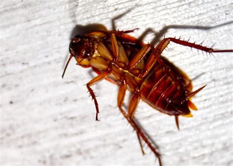 Decoding the Significance of Cockroach Dreams: Analysis and Clarification