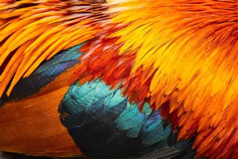 Decoding the Significance of Colors in the Majestic Plumage of the Shimmering Avian