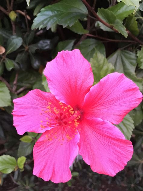 Decoding the Significance of Dreams featuring Blushing Hibiscus Blossoms