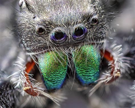 Decoding the Significance of Fuzzy Arachnid Vision